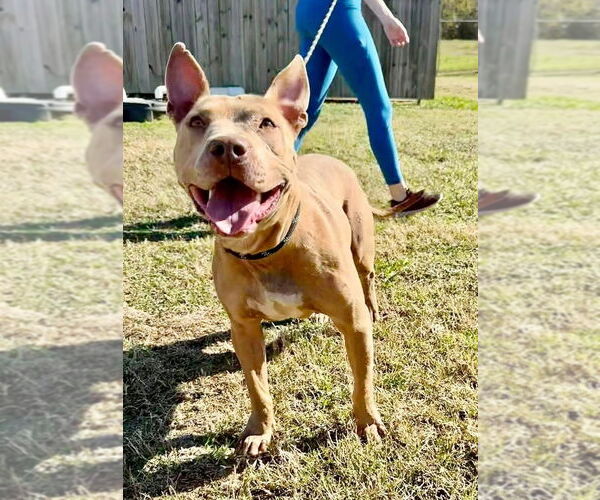 Medium Photo #3 American Staffordshire Terrier-Staffordshire Bull Terrier Mix Puppy For Sale in Brewster, NY, USA