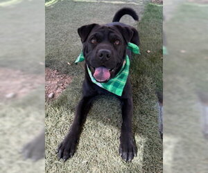 La Brea - Female Labrador Retriever-Unknown Mix Dog for Adoption - Photo #2