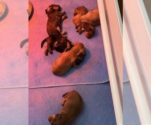 Dachshund Puppy for sale in MEXICO, MO, USA