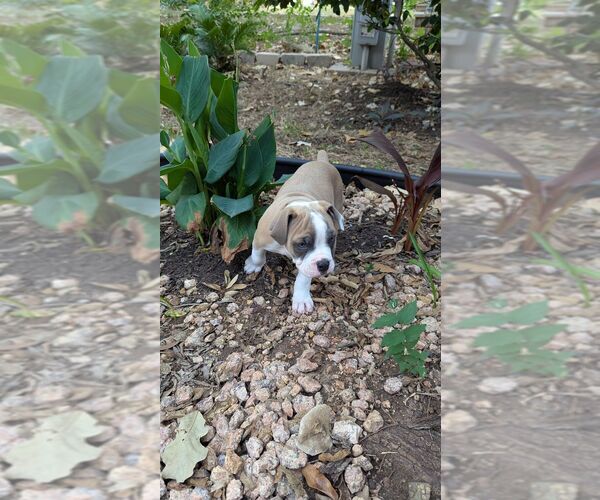 Medium Photo #7 Olde English Bulldogge Puppy For Sale in AUSTIN, TX, USA