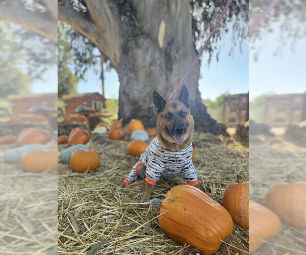 Medium Photo #3 German Shepherd Dog Puppy For Sale in Santa Maria, CA, USA
