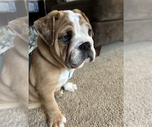 Bulldog Puppy for sale in MADISON, WI, USA