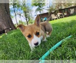 Small Photo #7 Pembroke Welsh Corgi Puppy For Sale in WINDSOR, CO, USA
