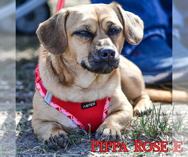 Medium Photo #3 Dachshund-Unknown Mix Puppy For Sale in San Antonio, TX, USA