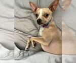 Small Photo #1 Chihuahua-Unknown Mix Puppy For Sale in Visalia, CA, USA