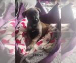 Small German Shepherd Dog Mix