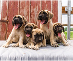 Image preview for Ad Listing. Nickname: Litter of 7