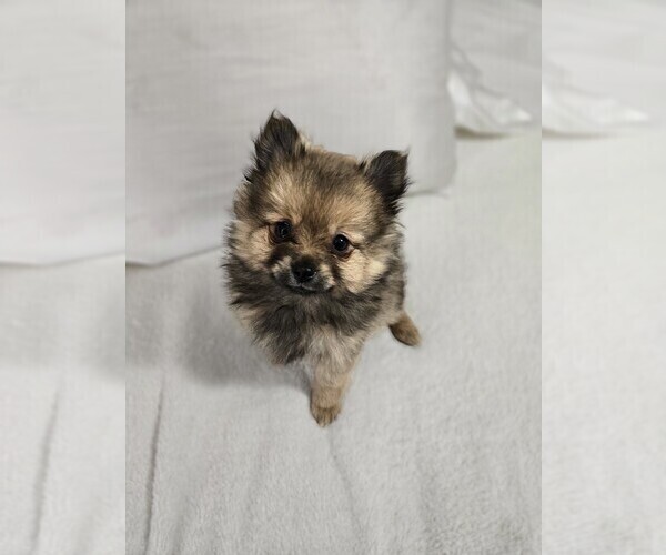 Medium Photo #5 Pomeranian Puppy For Sale in BRONSON, MI, USA