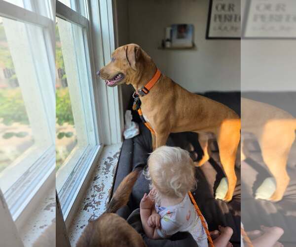 Medium Photo #3 Mountain Cur-Unknown Mix Puppy For Sale in New London, WI, USA