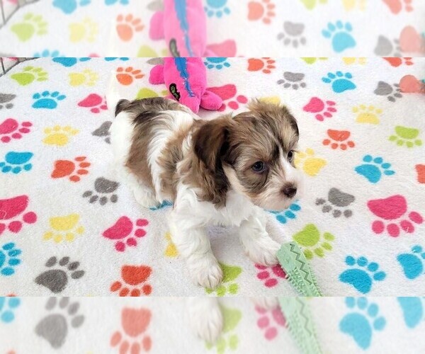 Medium Photo #4 Havashire Puppy For Sale in ORO VALLEY, AZ, USA