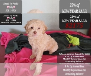 Poodle (Toy) Puppy for sale in TUCSON, AZ, USA