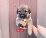 Small #8 Great Pyrenees-Rottweiler Mix