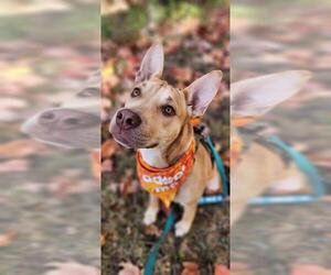 American Pit Bull Terrier Dogs for adoption in Peoria, IL, USA