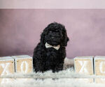 Puppy 5 Poodle (Toy)