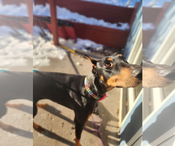Medium Photo #19 Doberman Pinscher Puppy For Sale in Buffalo, MN, USA