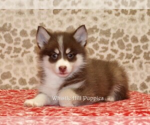 Pomsky Puppy for sale in DENVER, PA, USA