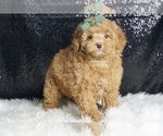 Puppy Rory AKC Poodle (Miniature)