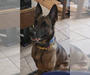 Mutt Dogs for adoption in Imlay City, MI, USA