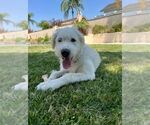 Small #7 Labrador Retriever