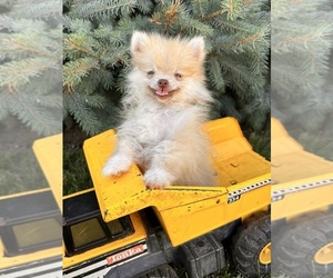 Pomeranian Puppy for sale in MIDDLEBURY, IN, USA