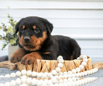 Puppy Newton Rottweiler