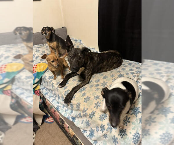 Medium Photo #5 Catahoula Leopard Dog-Labrador Retriever Mix Puppy For Sale in Wakefield, RI, USA