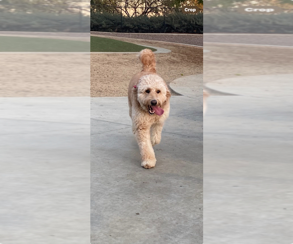 Medium Photo #1 Goldendoodle Puppy For Sale in BREA, CA, USA