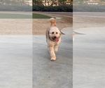 Small Photo #1 Goldendoodle Puppy For Sale in BREA, CA, USA