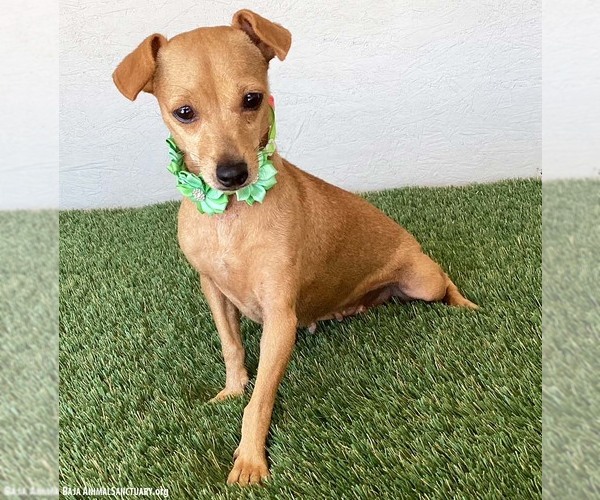 Medium Photo #3 Chipin Puppy For Sale in San Diego, CA, USA