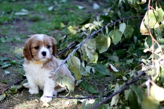 Cavalier King Charles Spaniel Puppy for sale in GRESHAM, OR, USA