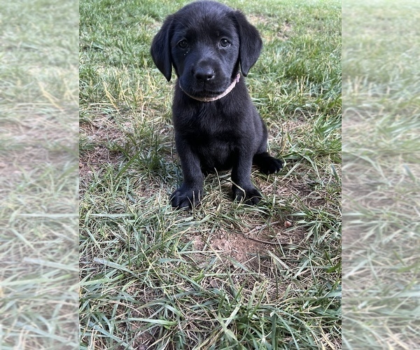 Medium Photo #33 Labrador Retriever Puppy For Sale in GLADSTONE, VA, USA