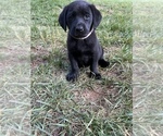 Small Photo #33 Labrador Retriever Puppy For Sale in GLADSTONE, VA, USA