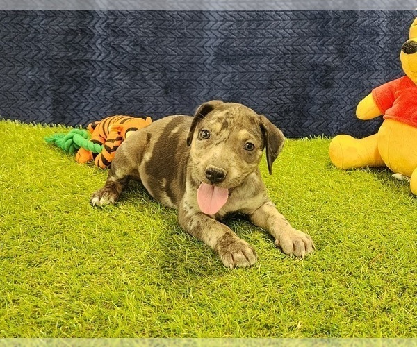 Medium Photo #7 Catahoula Leopard Dog Puppy For Sale in CUMBY, TX, USA
