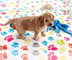Small #4 Cavapoo mix (+ Poodle Miniature)