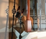 Small Photo #15 Belgian Malinois Puppy For Sale in KATY, TX, USA