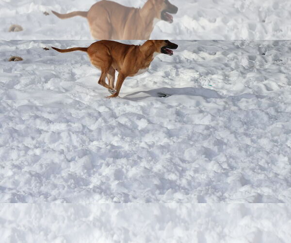 Medium Photo #32 Black Mouth Cur-Unknown Mix Puppy For Sale in Sebec, ME, USA