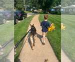Small #2 German Shepherd Dog