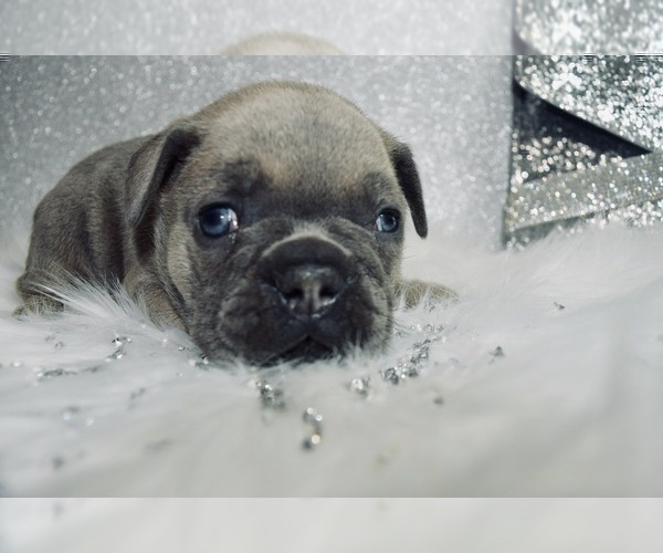 Medium Photo #15 French Bulldog Puppy For Sale in HAYWARD, CA, USA