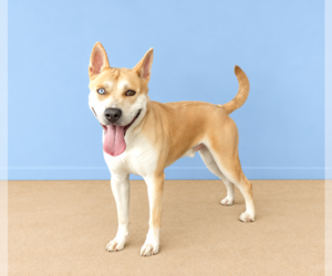 MIKEY - Male Siberian Husky Dog for Adoption - Photo #2