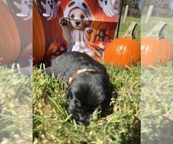 Medium Photo #12 Labrador Retriever Puppy For Sale in NEOLA, WV, USA