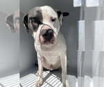 A663757 - Male American Bulldog-Unknown Mix Dog for Adoption - Small photo