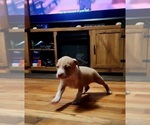 Small Photo #5 American Bully Puppy For Sale in WEST YORK, PA, USA