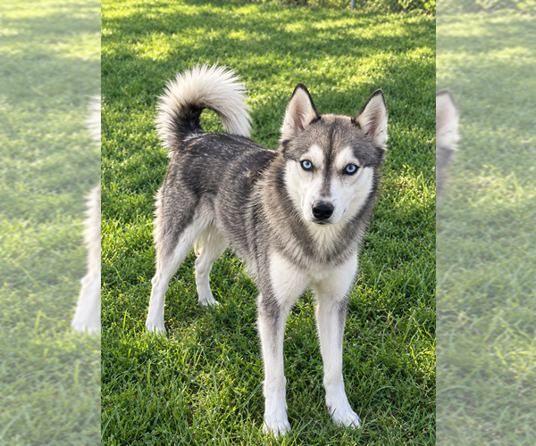 Medium Photo #1 Alaskan Klee Kai Puppy For Sale in HILLSBORO, OH, USA