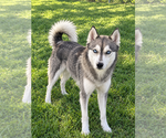 Image preview for Ad Listing. Nickname: Willow