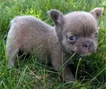 Small Photo #61 French Bulldog Puppy For Sale in GOSHEN, IN, USA