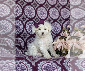 Poodle (Toy) Puppy for sale in NOTTINGHAM, PA, USA