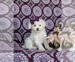 Small Photo #1 Poodle (Toy) Puppy For Sale in NOTTINGHAM, PA, USA