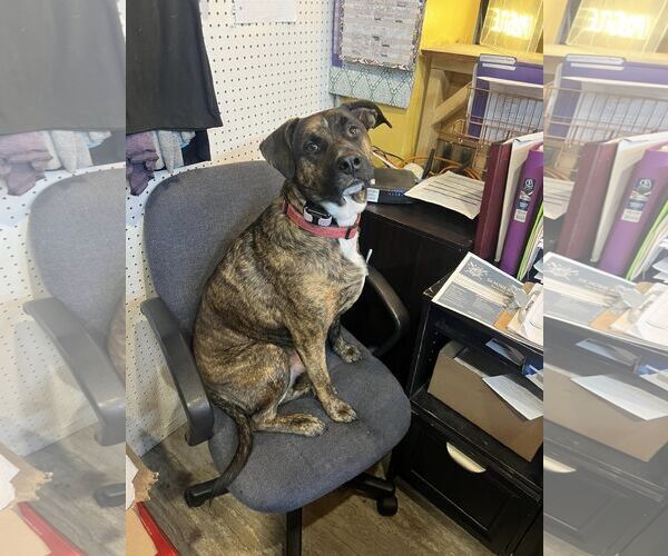 Medium Photo #5 Retriever -Unknown Mix Puppy For Sale in Sheboygan, WI, USA