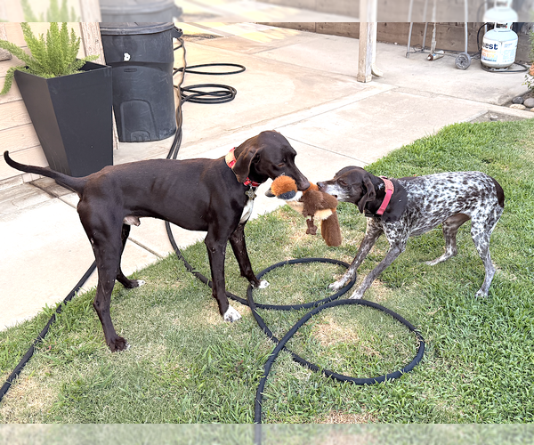 Medium Photo #3 German Shorthaired Pointer Puppy For Sale in Menlo Park, CA, USA