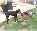 Small #2 German Shorthaired Pointer